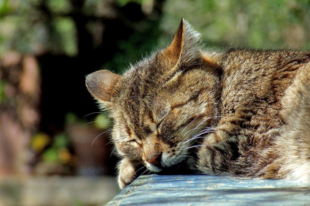 虎斑猫睡觉在一天时间高清壁纸
