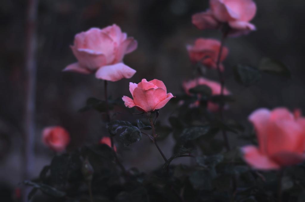 粉红色的花选择性焦点摄影高清壁纸