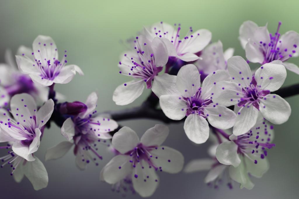 白色和紫色花瓣焦点摄影高清壁纸