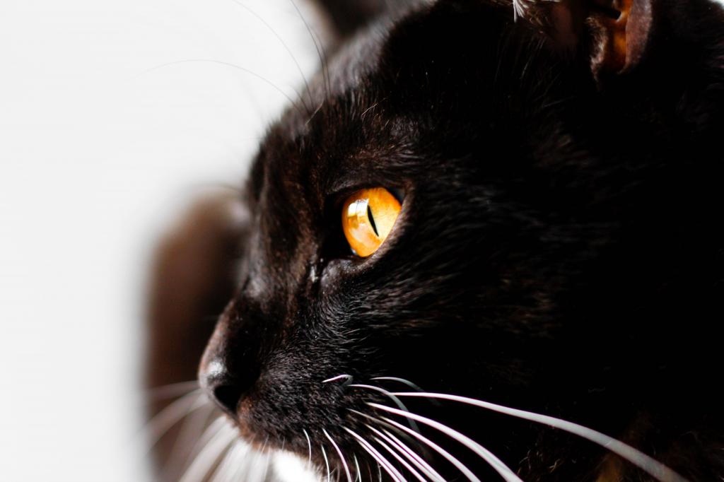 黑猫高清壁纸的浅焦点