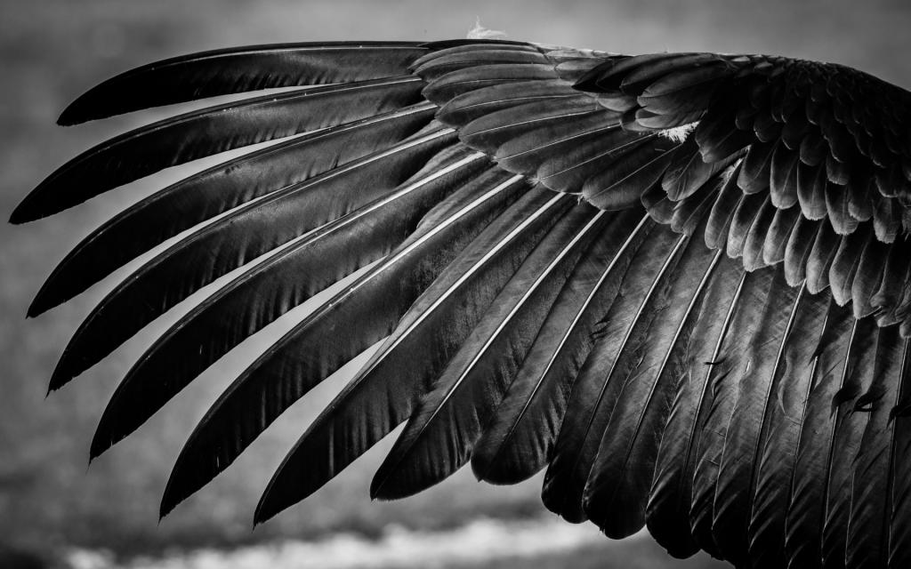 翅膀,羽毛,黑色和白色,鸟