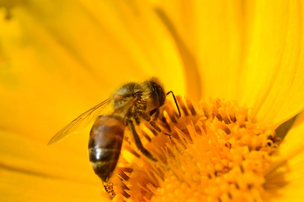 蜜蜂在黄色的花朵特写照片高清壁纸