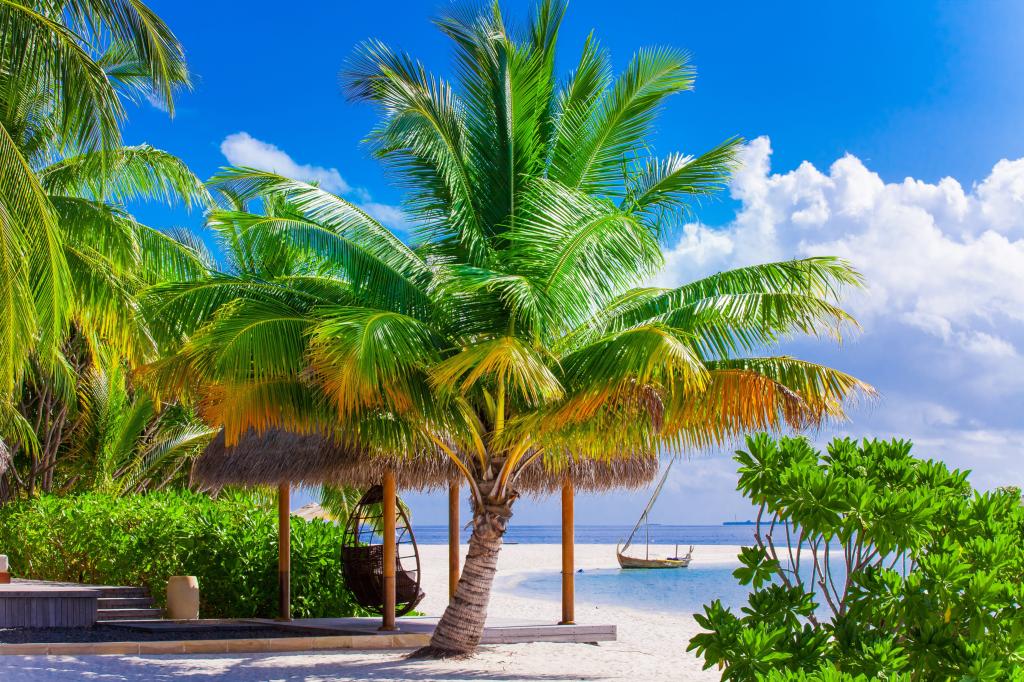 棕榈树,天堂,岸,棕榈树,沙滩,海,沙,海,沙,岸,海滩,夏天,热带