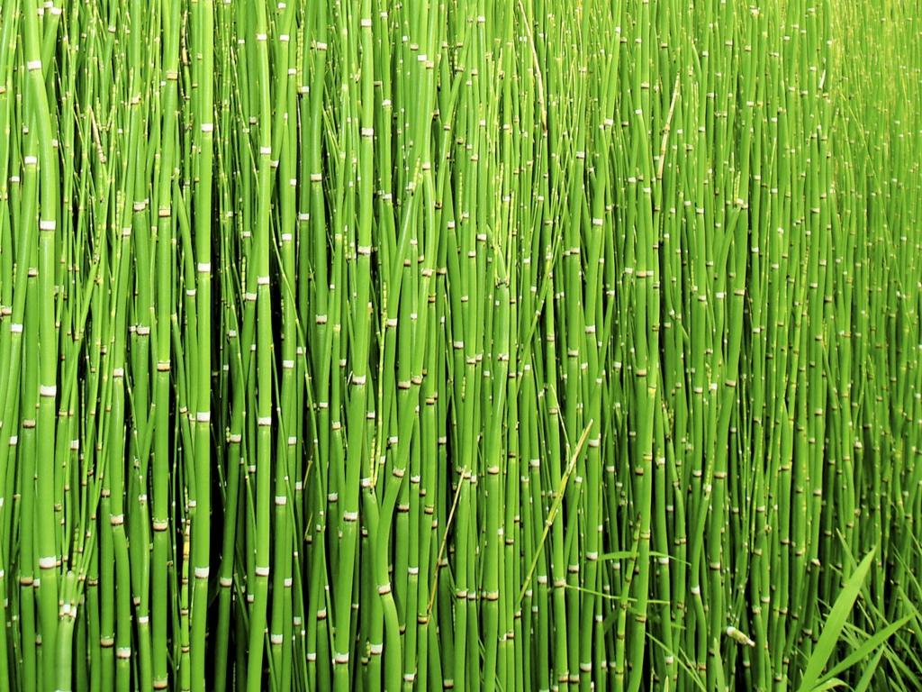 竹草照片高清壁纸