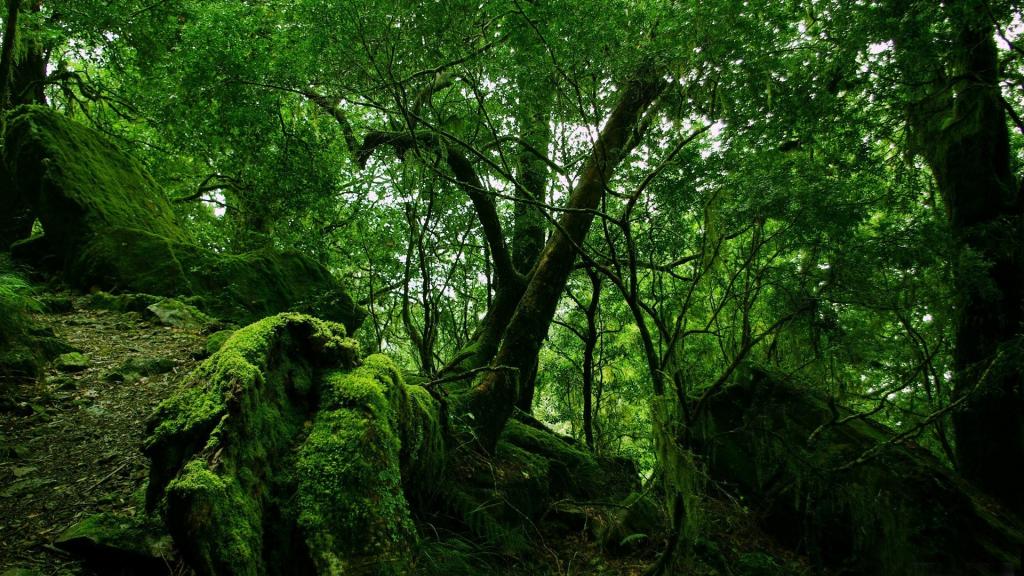 绿色,绿色,石头,分支,颜色,苔藓,树木,分支,密集,森林