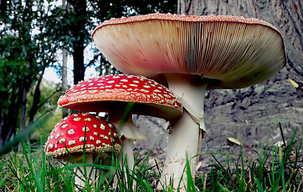 两棵大和小蘑菇之间绿色草附近树高清壁纸的红色蘑菇