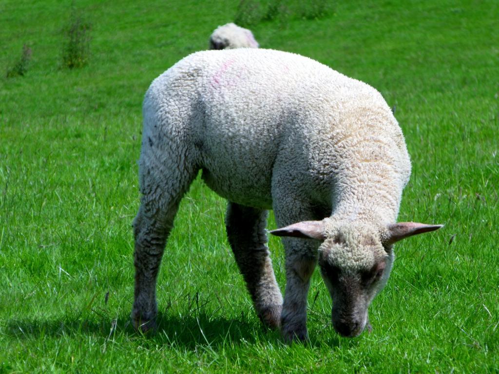 灰色羊羔在草地,羊高清壁纸的照片