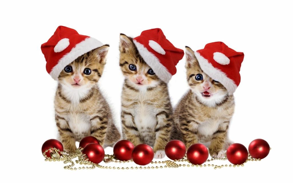 壁纸圣诞快乐,猫,小猫,眼睛,小猫,漂亮,魔术,可爱,红球,圣诞球,球,猫...