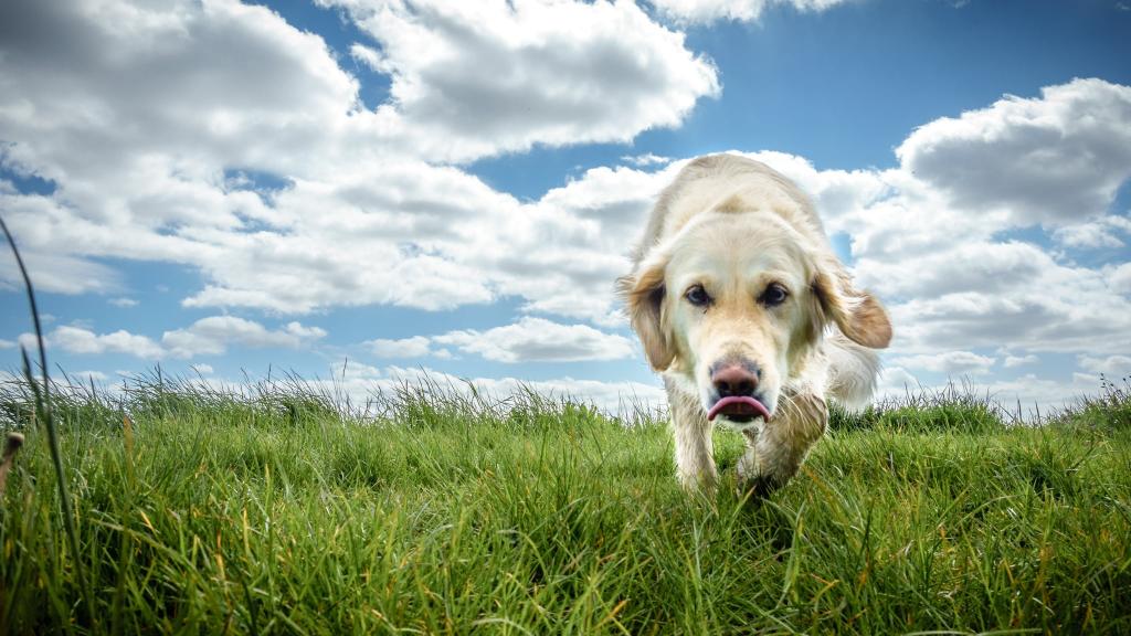光黄金猎犬狗在蓝蓝的天空,都柏林,爱尔兰高清壁纸下的绿色草地上