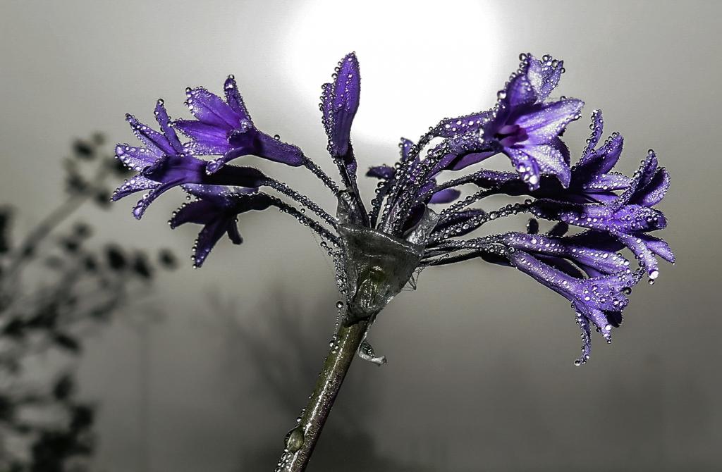 微距拍摄的紫色花朵装饰高清壁纸