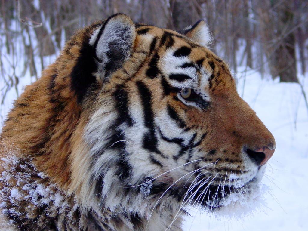 老虎在冬季森林,amur高清壁纸的照片