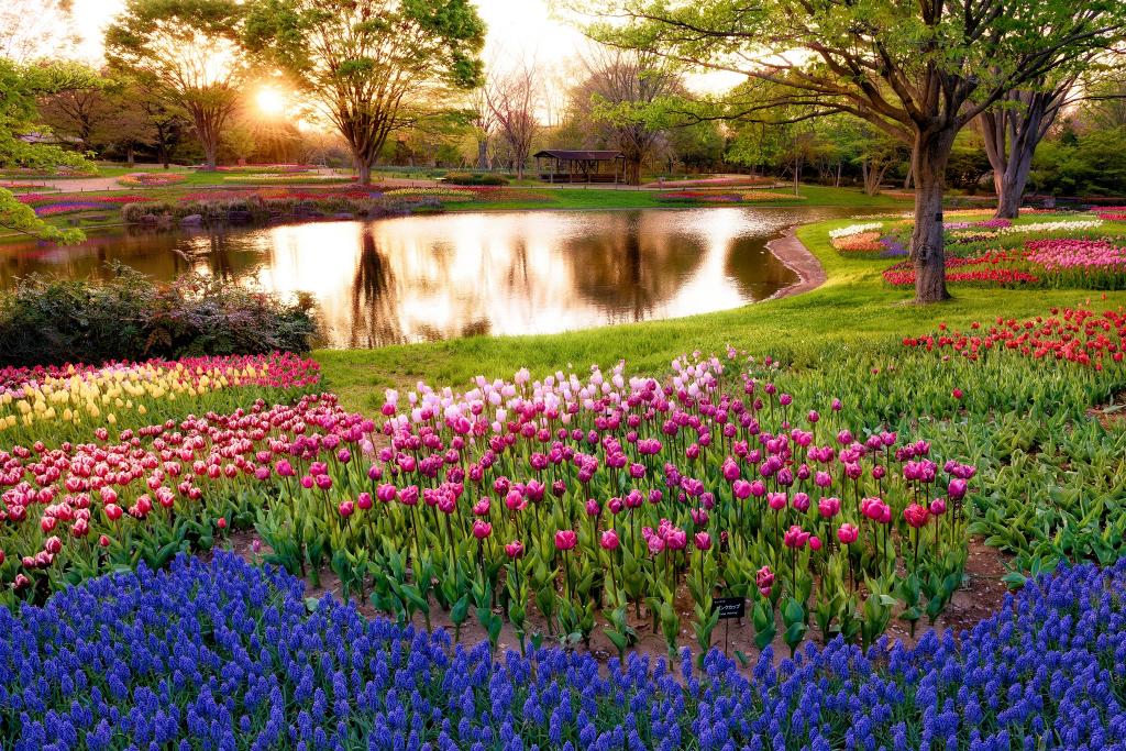 鲜花,早晨,蓝色,公园,多彩,光线,东京,树,穆斯卡里,日本,郁金香,日出,太阳,池塘