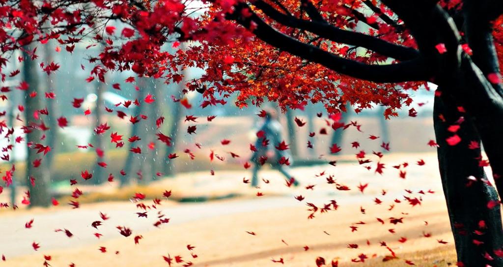 树,性质,秋天,叶子