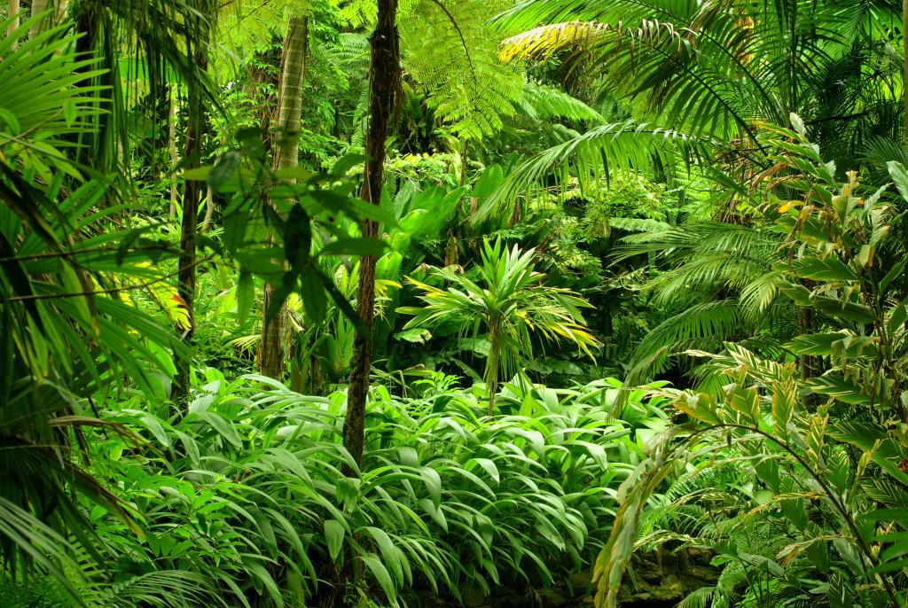 绿党,丛林,树木,灌木丛,热带地区,森林