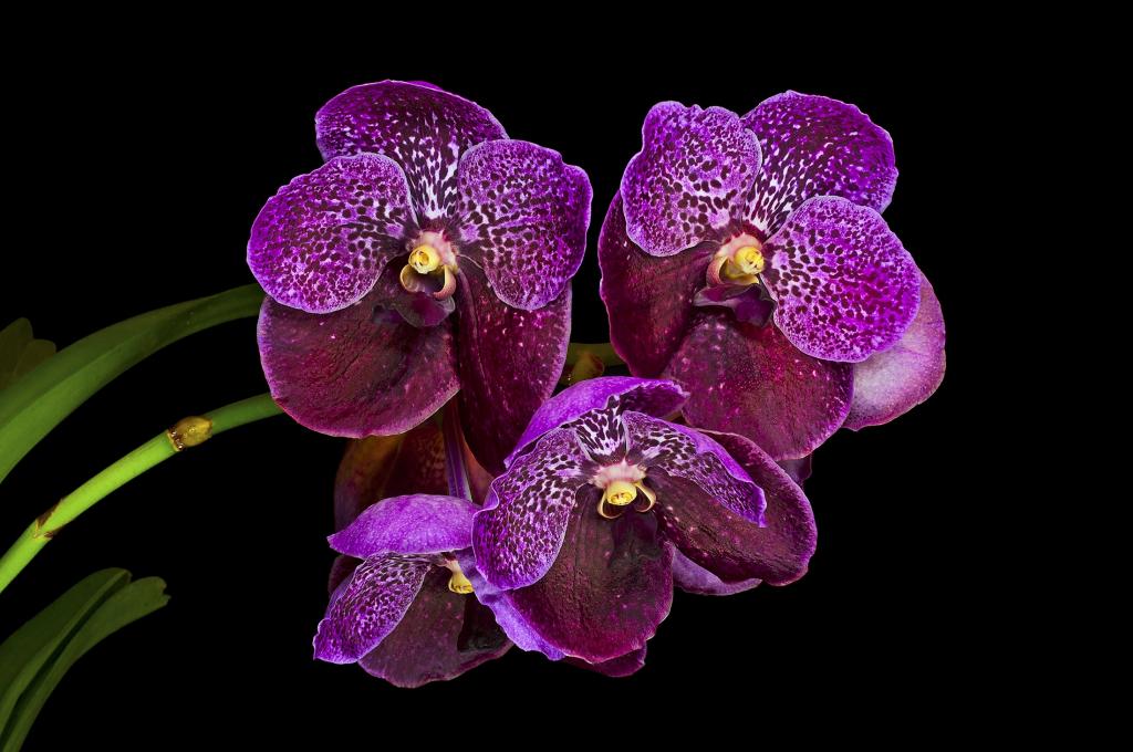 兰花,背景,紫色