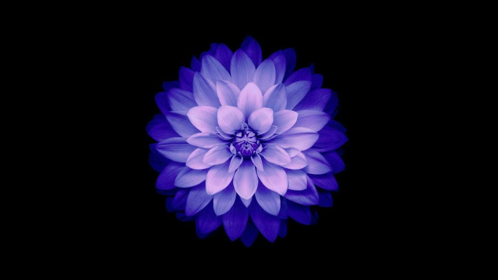 花,花瓣,IOS 8,蓝色,背景