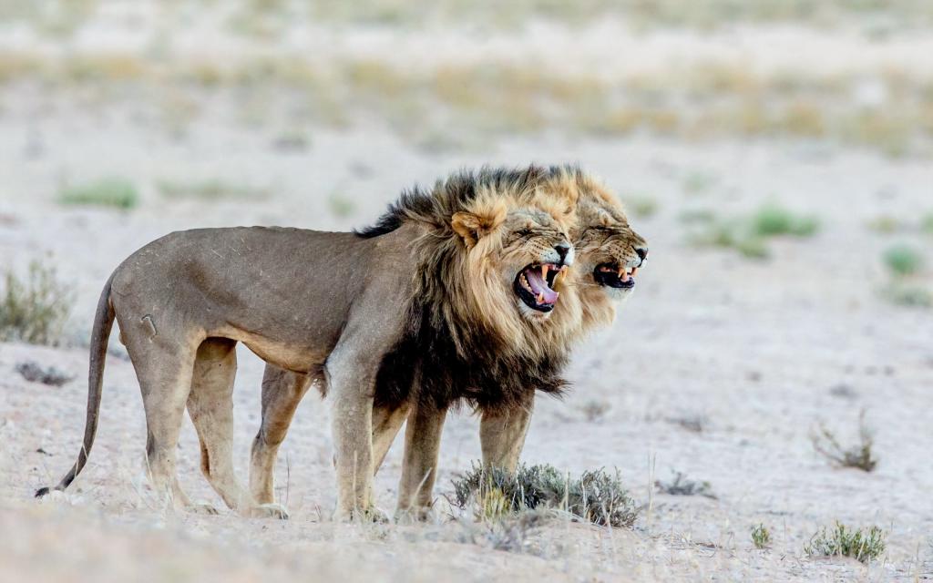 狮子,非洲,大自然