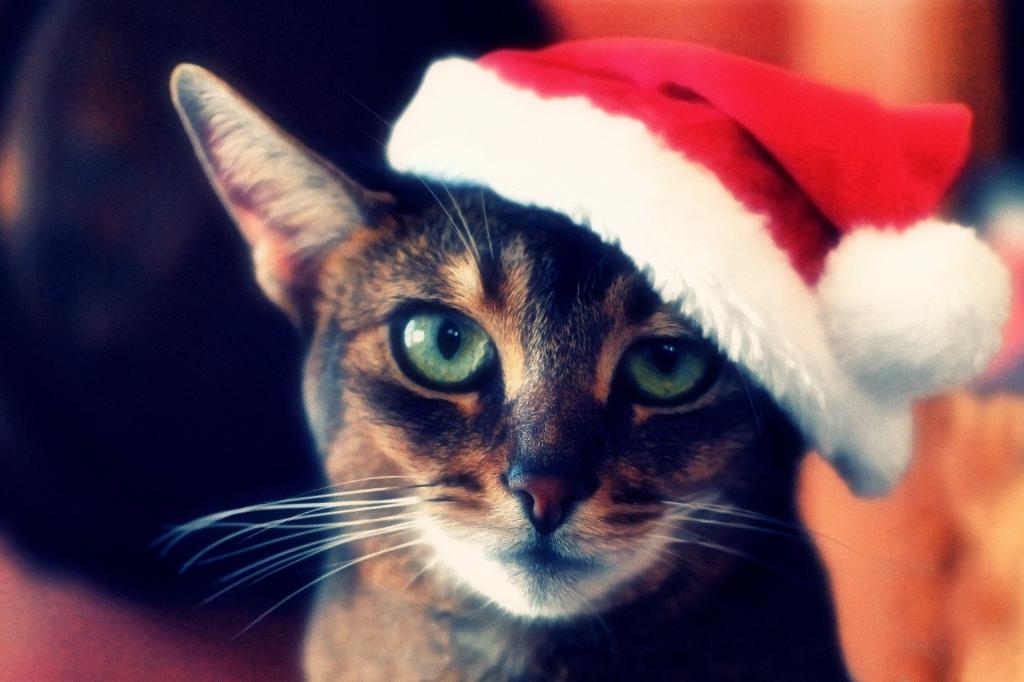 圣诞节,条纹,红色,脸,帽子,猫