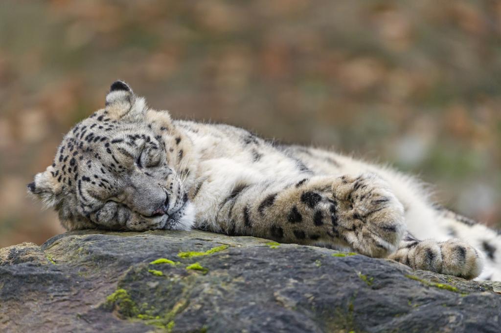 猫,逗留,雪豹,©Tambako捷豹,IRBIS,睡觉,石头,睡觉