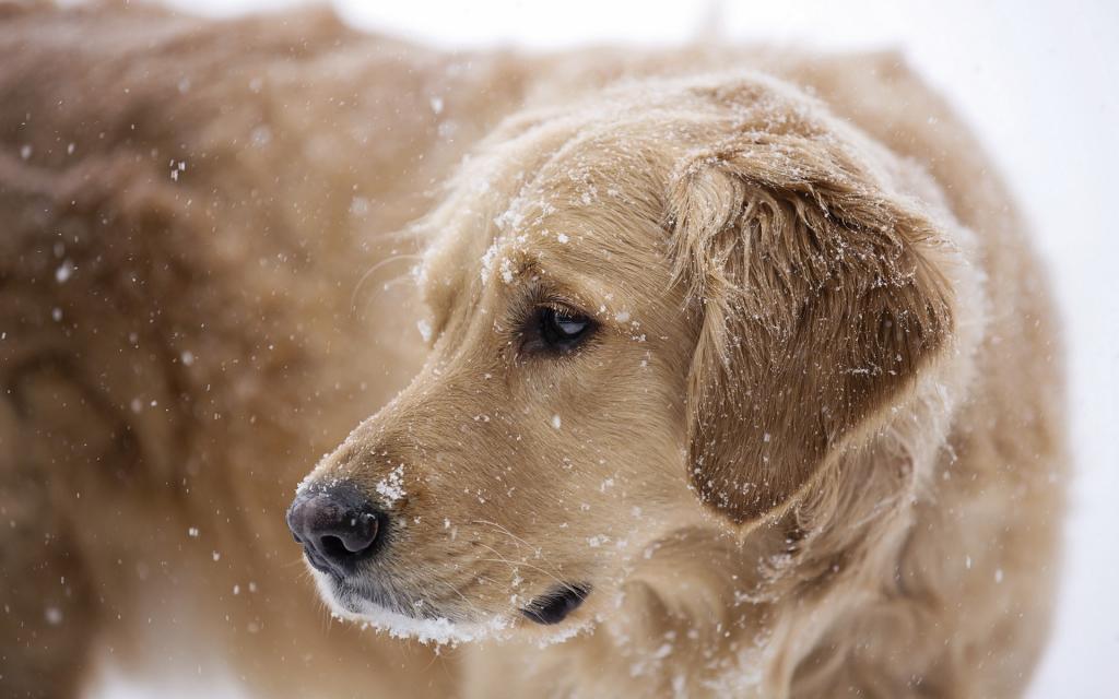 狗,雪,每个