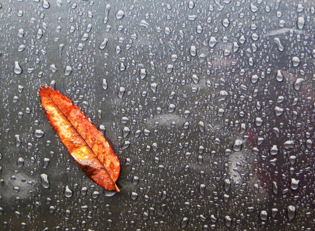 有雨滴的橙色叶子高清壁纸