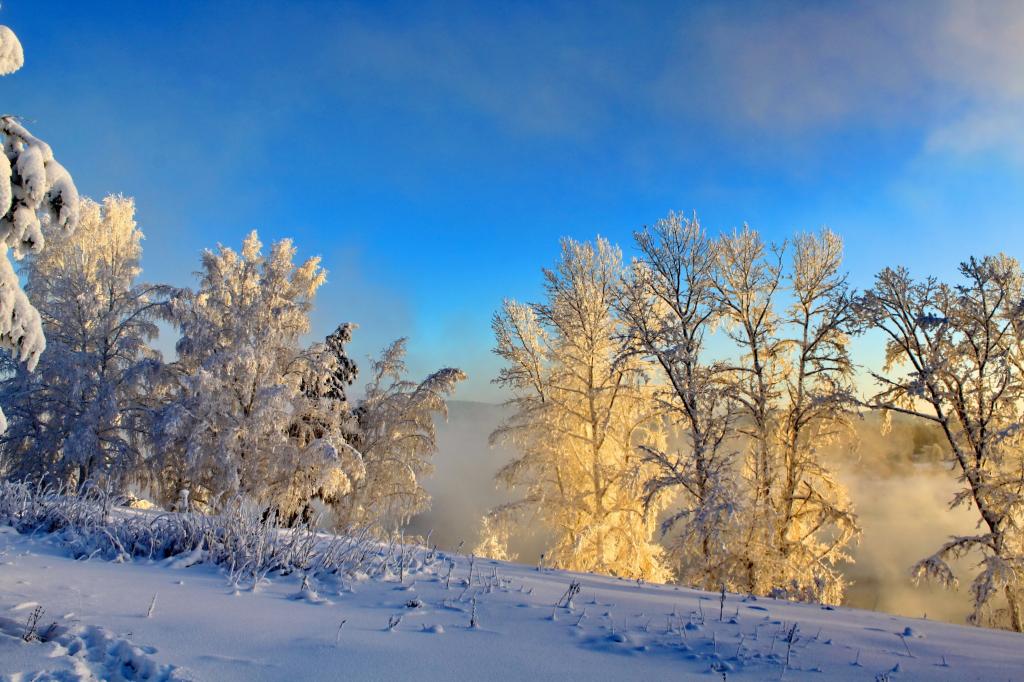 雪,冬天,雾,大自然,灌木,照片