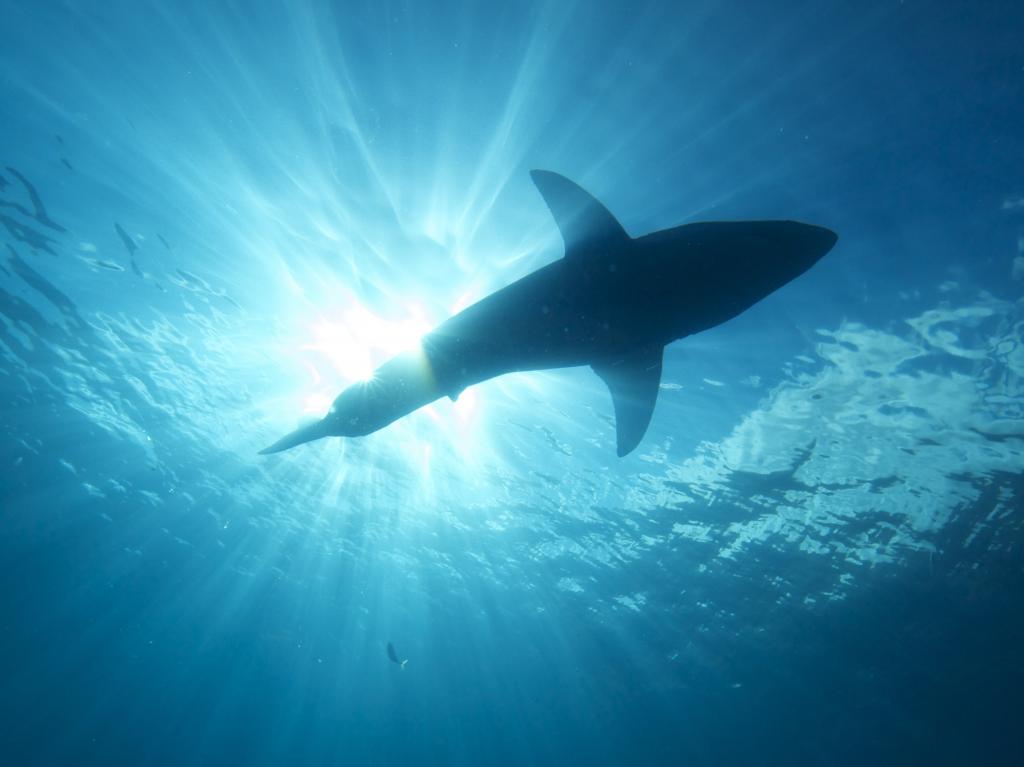 白天的鱼的水下摄影,大白鲨高清壁纸