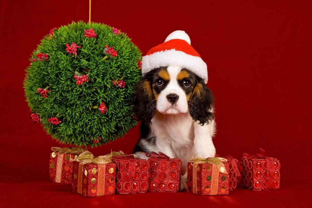 狗,球,新年,假期,装修,新年,圣诞节,圣诞节