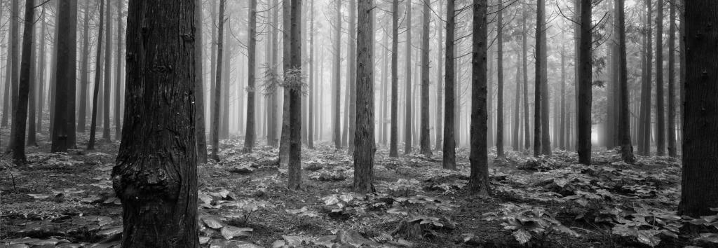 森林高清壁纸的灰度照片