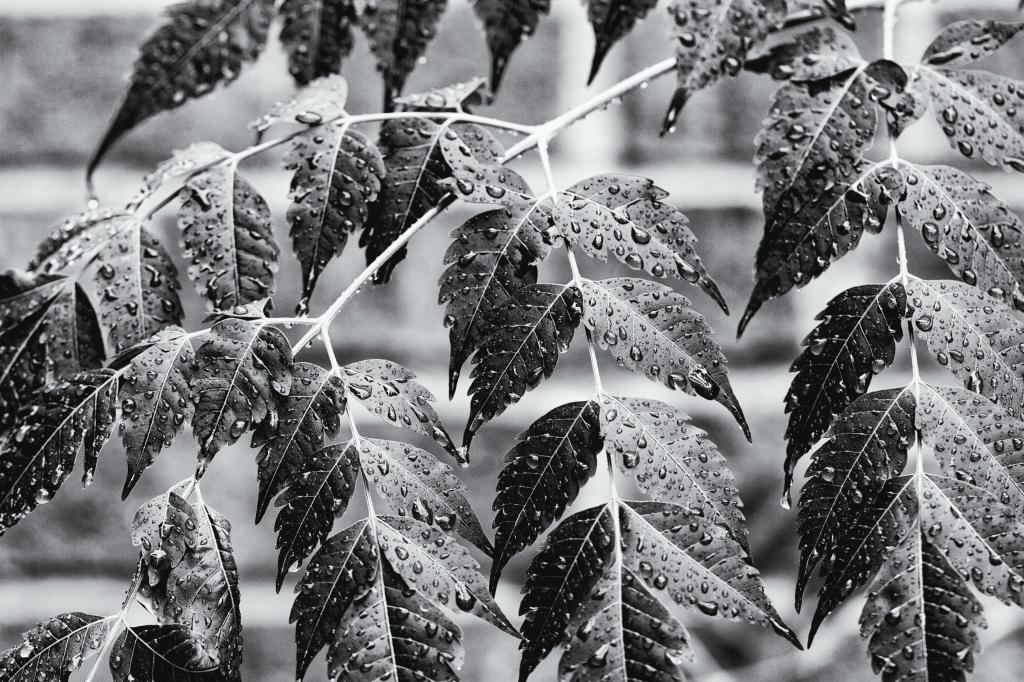 叶植物的灰度摄影与露滴高清壁纸