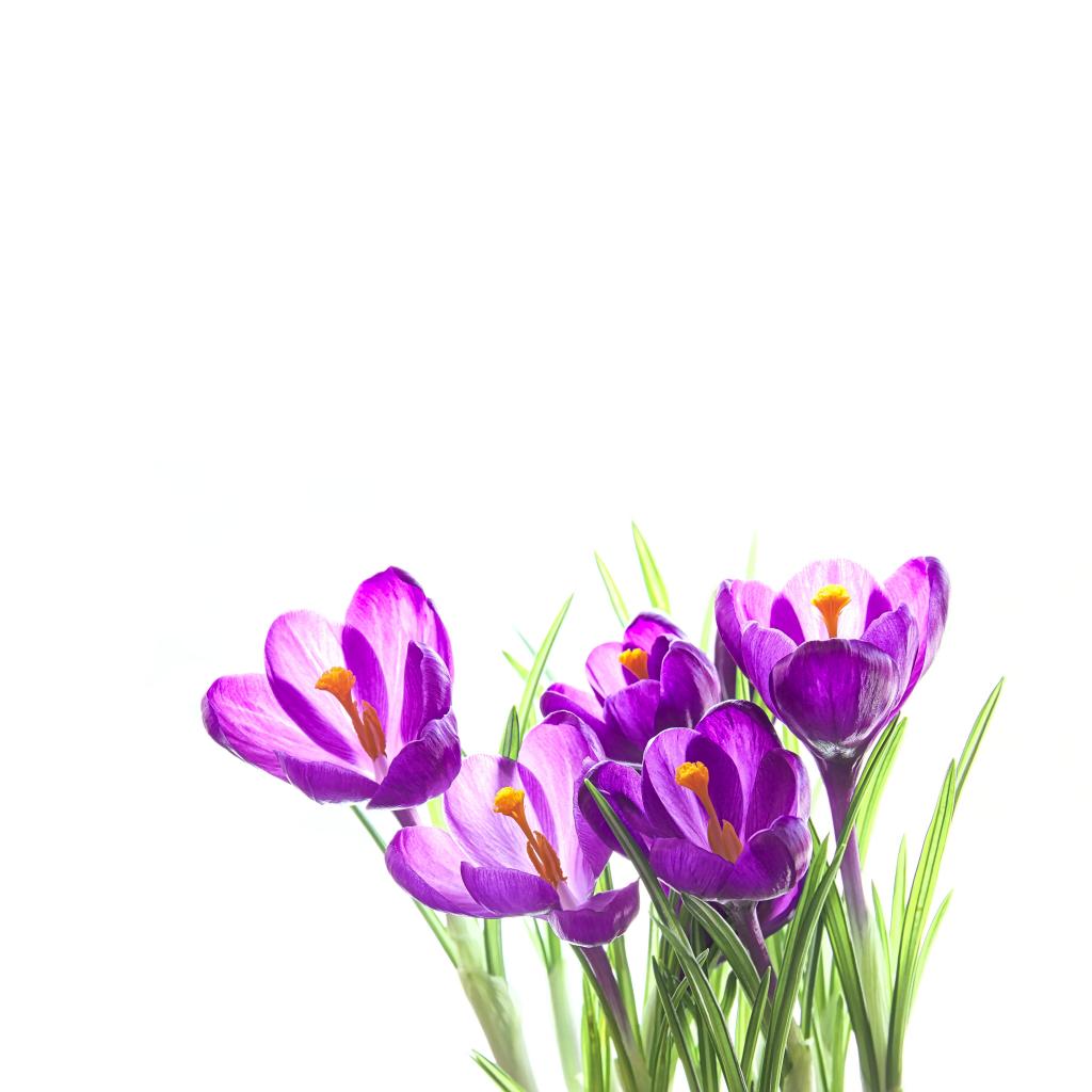 特写镜头摄影的紫色petaled鲜花与白色背景,番红花高清壁纸