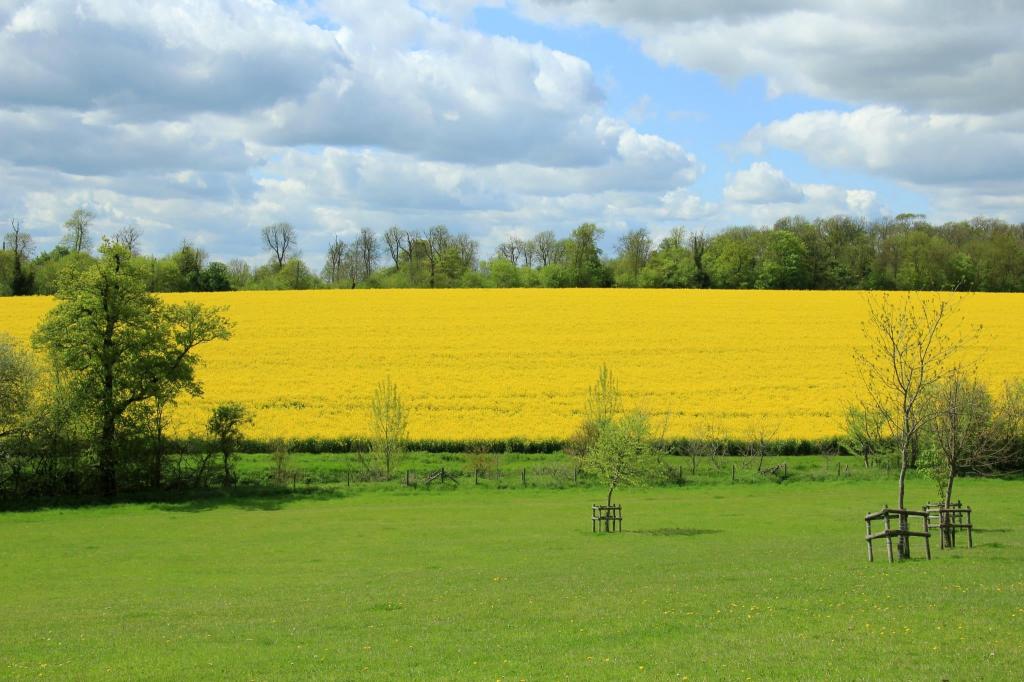 花和树的黄色群领域高清壁纸
