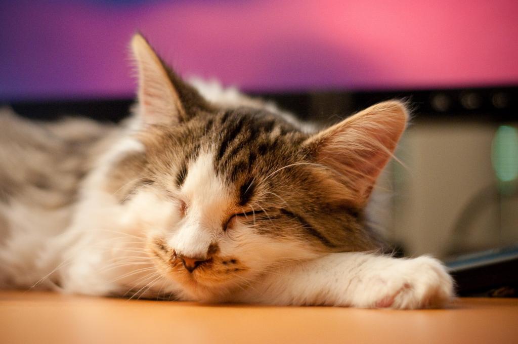银虎斑猫睡觉高清壁纸
