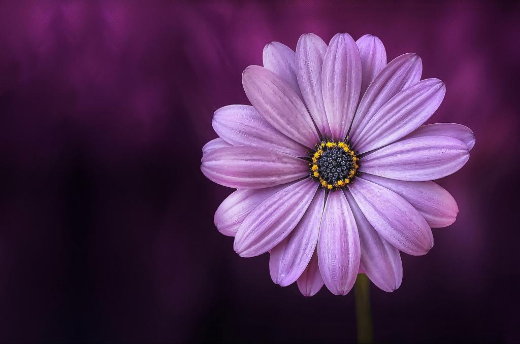 紫色的花朵插图高清壁纸