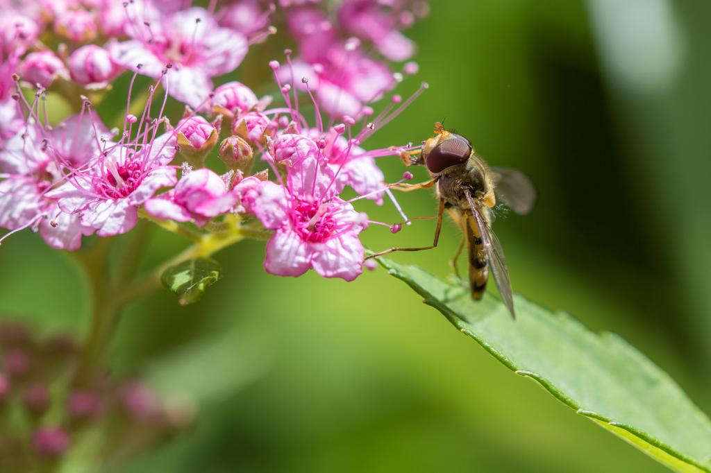 Hoverfly粉红色的花朵高清壁纸