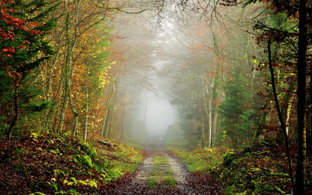 雾,路,秋天,森林
