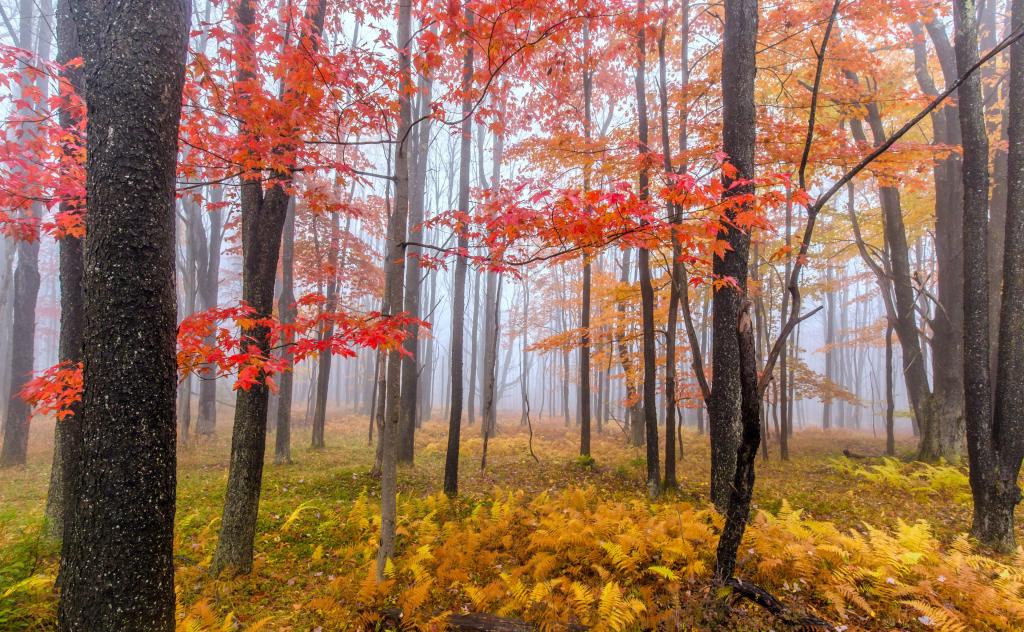 雾,树木,秋天,森林
