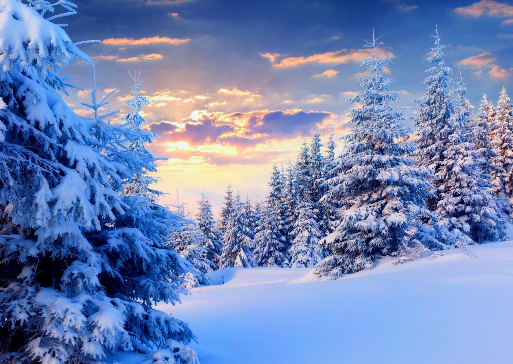 云杉,雪,冬天,照片,性质,天空