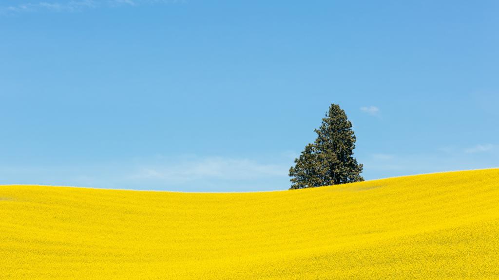 绿色生叶横跨黄色草地场清除蓝蓝的天空下高清壁纸
