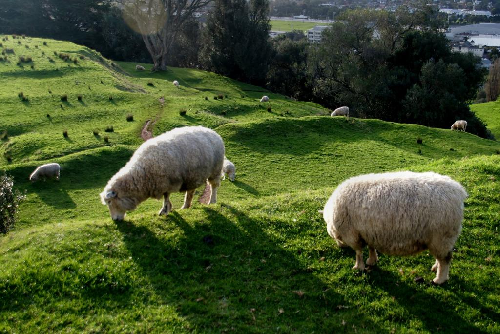 在草地上的白羊羊覆盖山高清壁纸