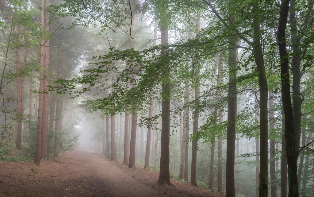 壁纸雾,道路,树木,森林