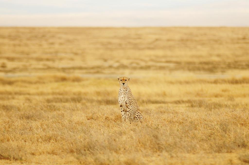 猎豹站在棕色的草地场摄影高清壁纸