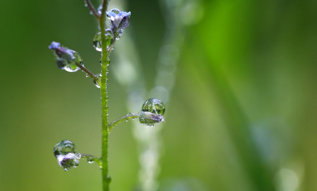 植物高清壁纸水滴的选择性焦点摄影 高清图片 摄影 纯色壁纸