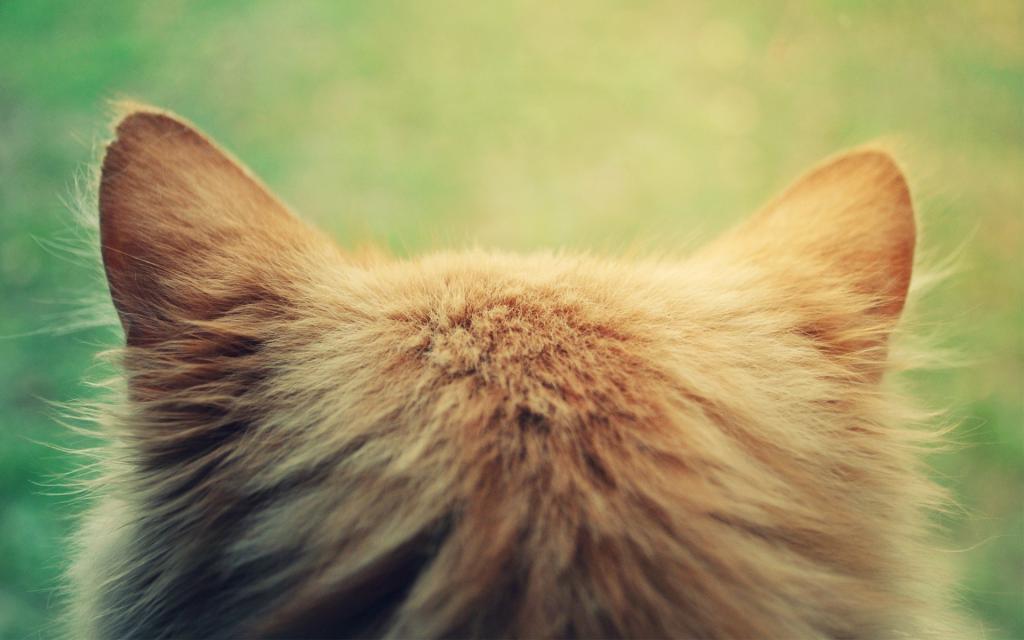 头,猫,红,Kote,耳朵,头的后面,猫