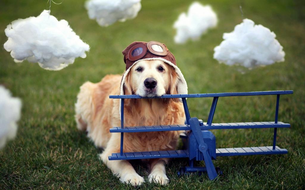 狗,飞机,头盔