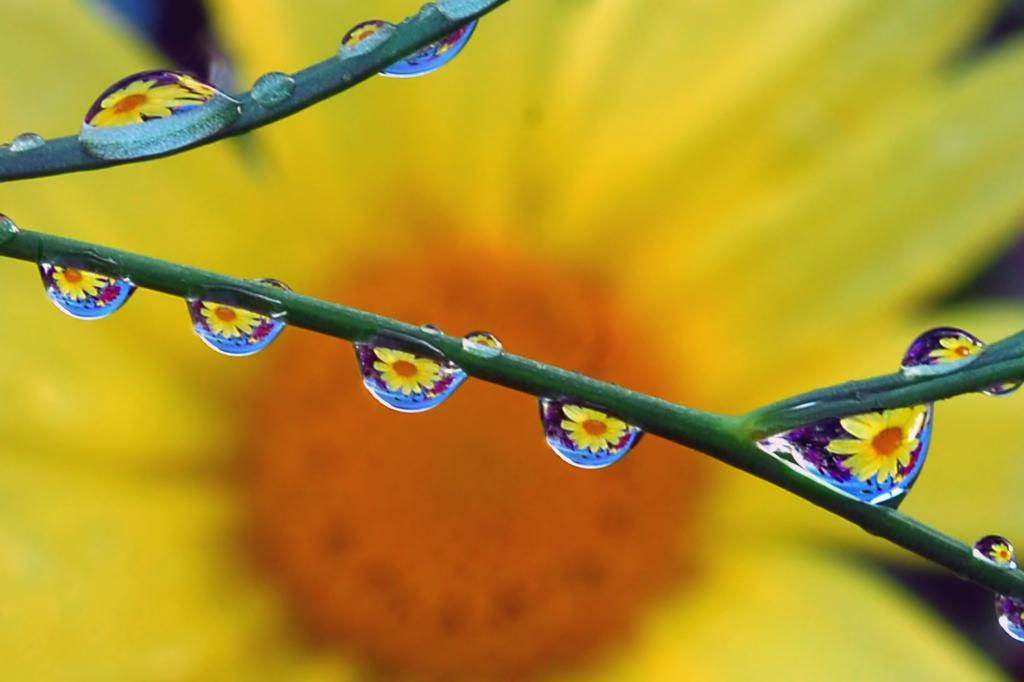 水露水的选择聚焦摄影在向日葵HD墙纸附近的植物词根