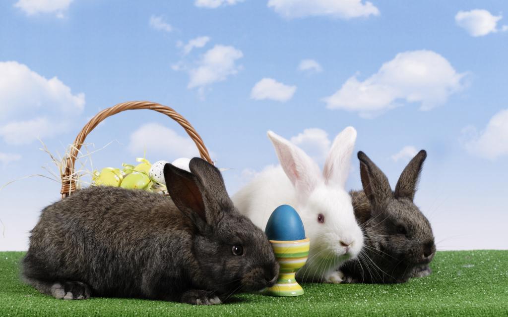 鸡蛋,兔子,篮子,复活节,复活节