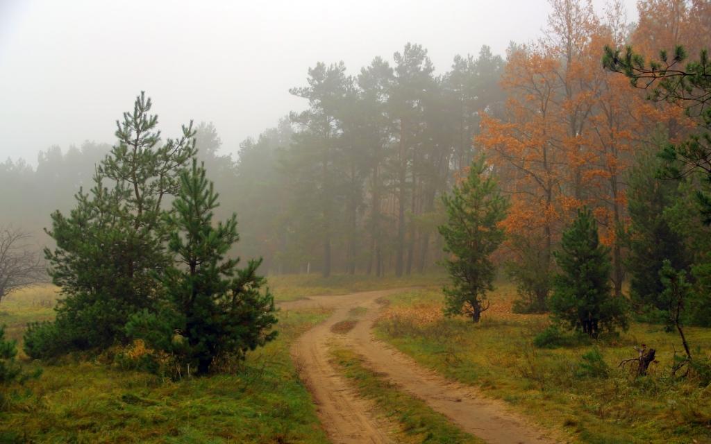 雾,路,森林,景观,性质