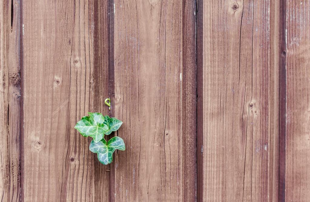 绿叶植物木板HD wallpaper
