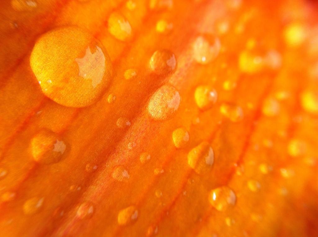微距摄影,橙花高清壁纸水滴